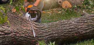 How Our Tree Care Process Works  in  Brentwood, MD